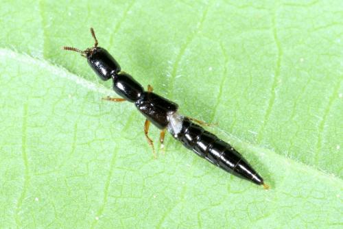 Zeteotomus brevicornis